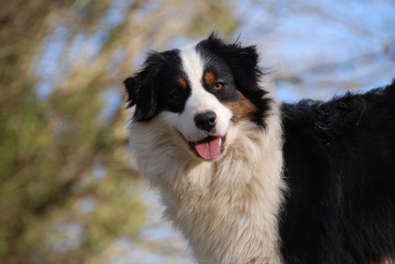 Beartooth wyoming de Solemel