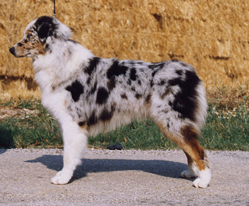 Us renegade girl de Solemel