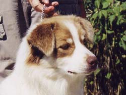 U'iroquois spirit walk de Solemel