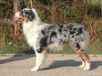 Usa born to be alive de Solemel