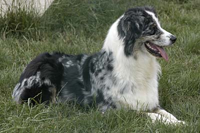 Rhéa des Chemins Cathares