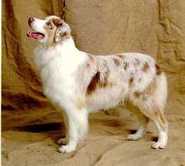 CH. Aladdin's Viva la france