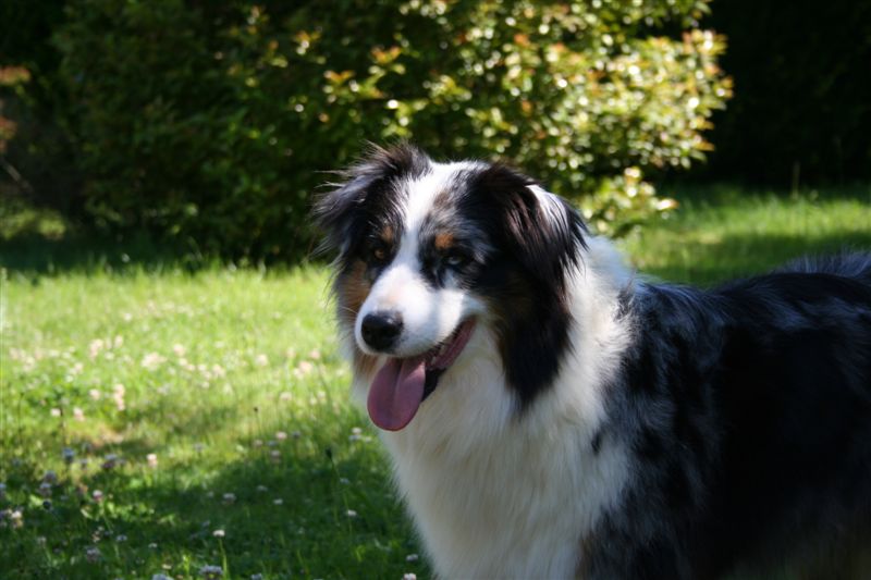 Tennessee blue moon de Solemel