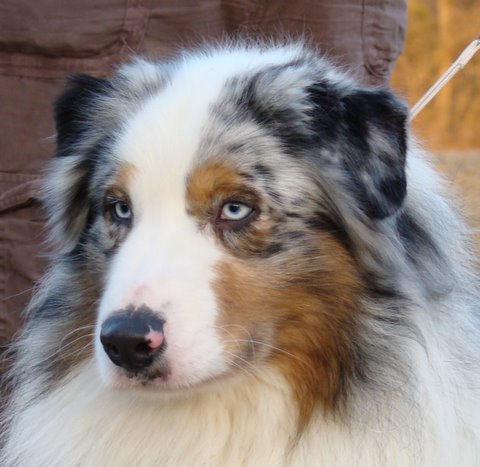 Black canyon red grousse de Solemel