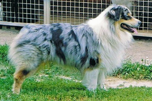 Victory ribbon de Solemel