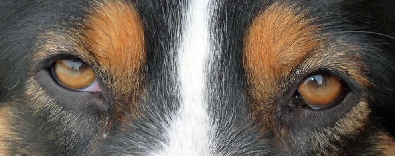 Boiling spring river bent de Solemel