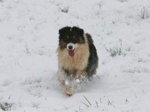 Craters of the moon devils orchards dite chupa de Solemel