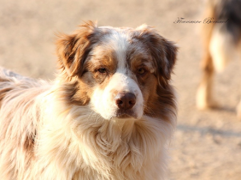 Faulty tower basil de Solemel