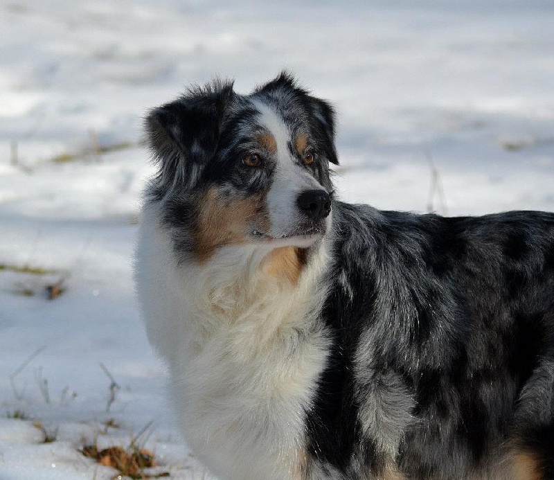 Cheseapeake canal de Solemel