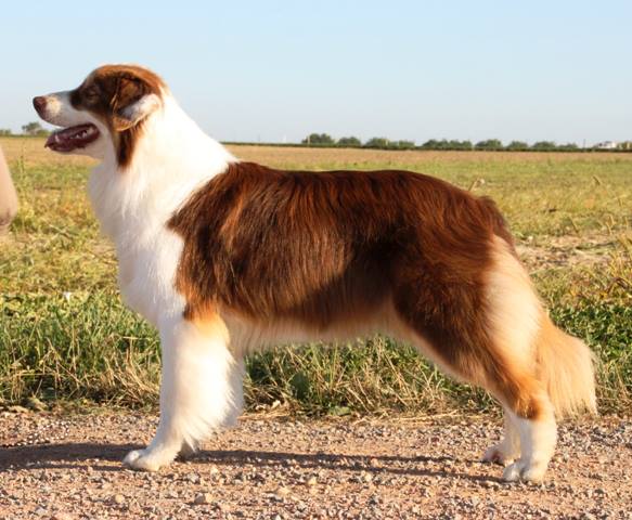 Dena indian harmony de Solemel