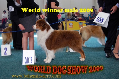 WORLD DOGSHOW A BRATISLAVA, OCTOBRE 2009