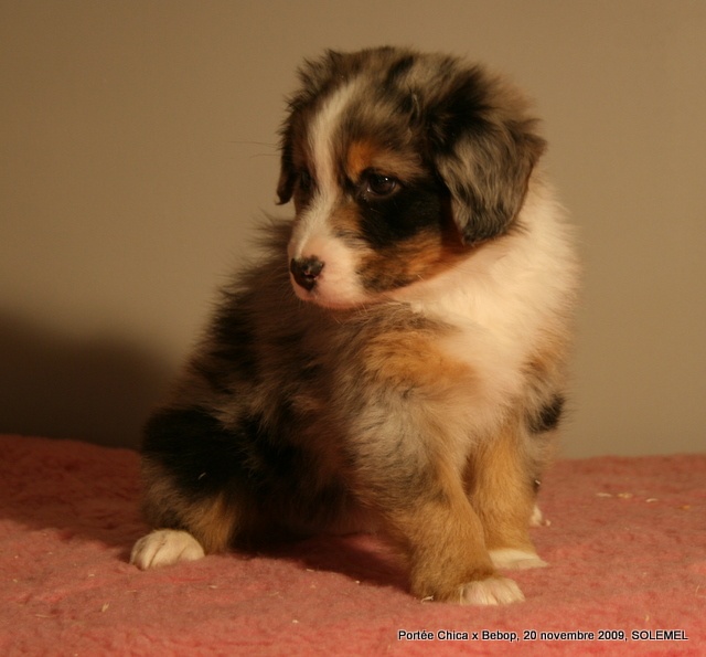 de Solemel - Berger Australien - Portée née le 28/09/2009
