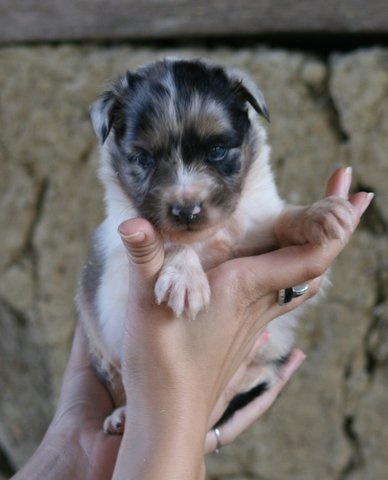 de Solemel - Berger Australien - Portée née le 02/08/2012