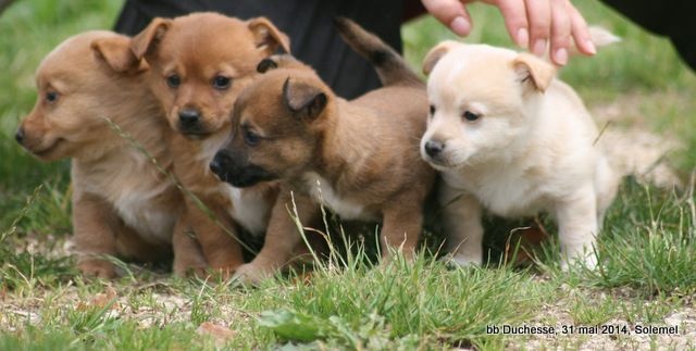 Chiot Chien de garenne portugais de Solemel