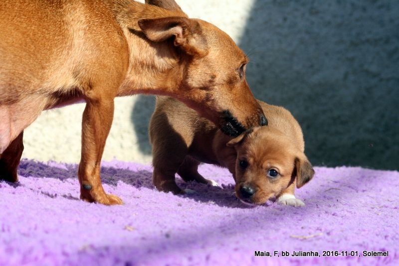 Chiot Chien de garenne portugais de Solemel