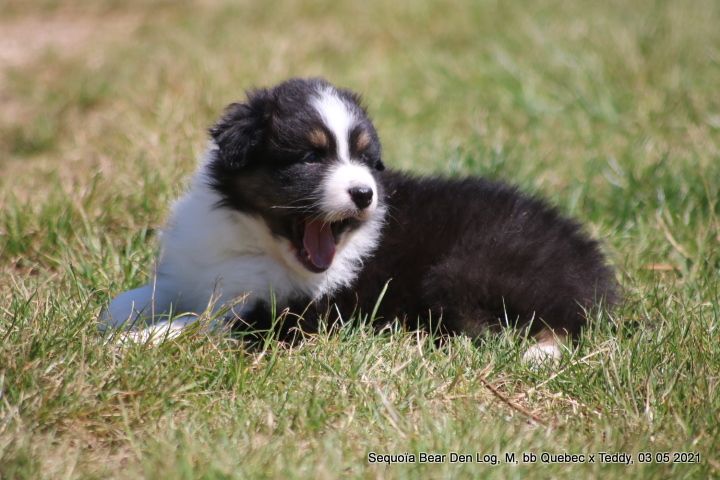 Chiot Berger Australien de Solemel