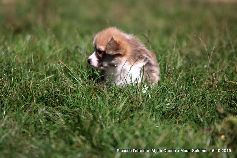 de Solemel - Welsh Corgi Pembroke - Portée née le 10/09/2019