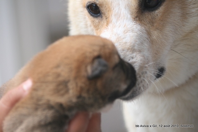 de Solemel - Canaan Dog - Portée née le 28/07/2010