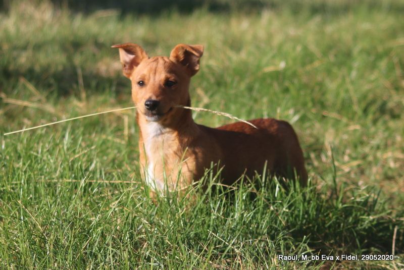 Chiot Chien de garenne portugais de Solemel