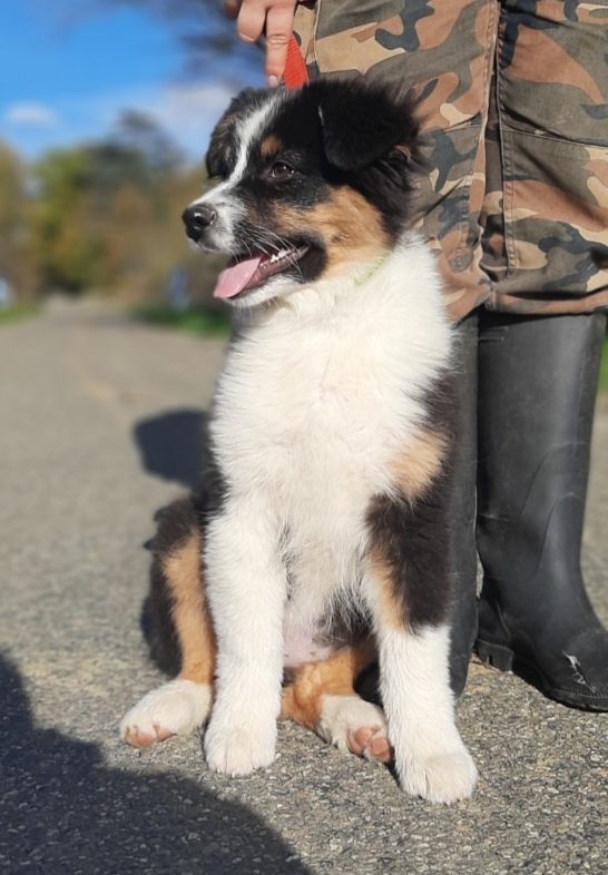 Chiot Berger Australien de Solemel